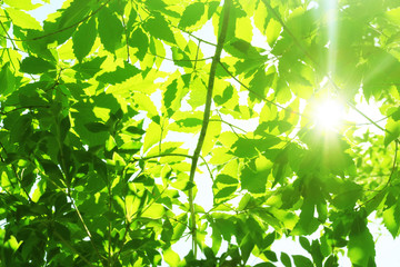 Fototapeta na wymiar sun and tree