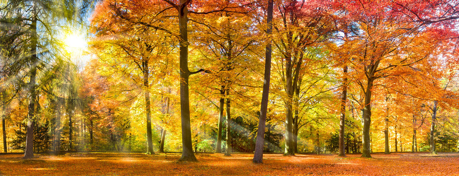 Fototapeta Bunter Herbstwald im Sonnenlicht