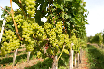 Moselle wine grapes on a vine