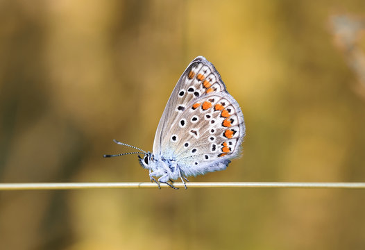 blue beautiful butterfly sitting on a blade of grass on a Golden sunshine background