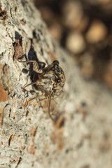 Detail of  mediterranean cicade and its camouflage technics