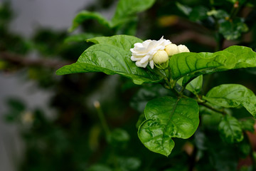 Jasmine