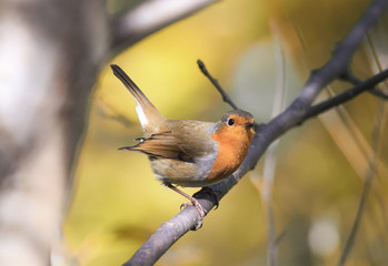 little bird Robin with an orange breast sitting on a tree in autumn forest