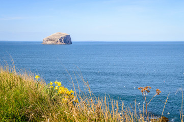 Grass and daffodils on the cliff above the sea, with Bass Rock 