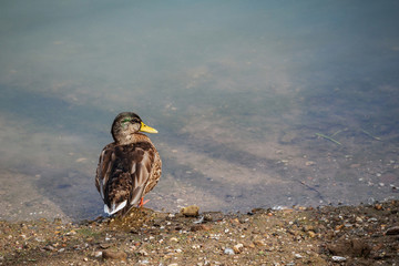 Entenfreibad 3, Stockente am Flussufer mit Kiesstrand