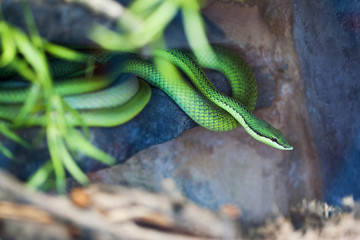 Green snake