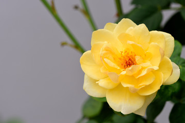 Yellow flower