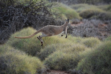 Känguruh Australien