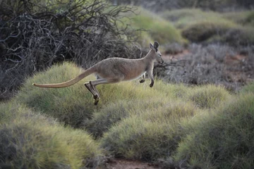 Photo sur Plexiglas Kangourou Känguruh Australien