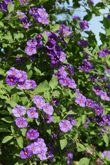 Fototapeta premium Solanum rantonnetii
