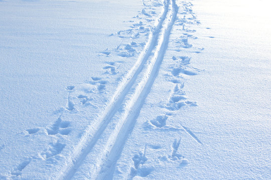 Ski tracks in the snow. The tracks are made in the deep snow on a lake ice. Image taken during sunset in Finland on a cold winter day.