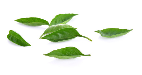 Sweet basil white background