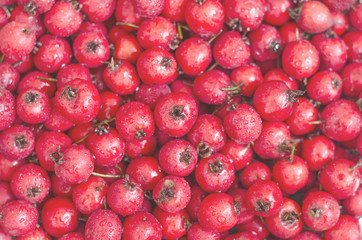 hawthorn berries  
