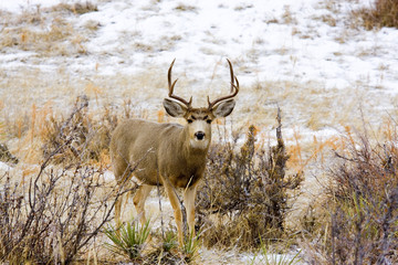 Winter Deer