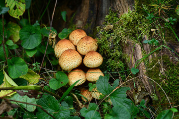 Forest mushroom in natural habitat