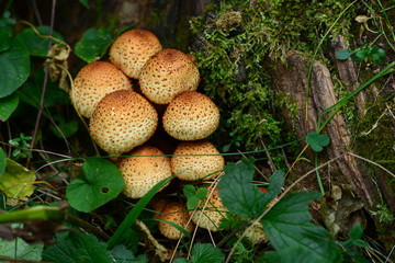 Forest mushroom in natural habitat