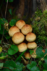 Forest mushroom in natural habitat