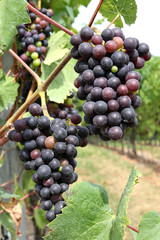 Rebstöcke auf einem Weinberg an der Mosel