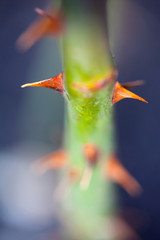  Plant thorns