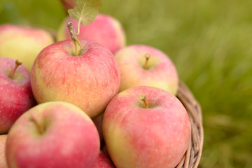 Fresh organic apples in basket on grass background