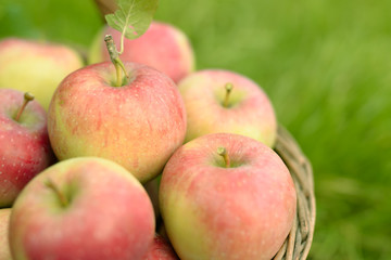Fresh organic apples in basket on grass background