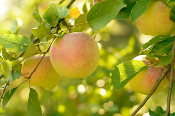Ripe red,green and yellow apples with leaves on apple tree branch