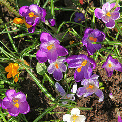 Crocus violets