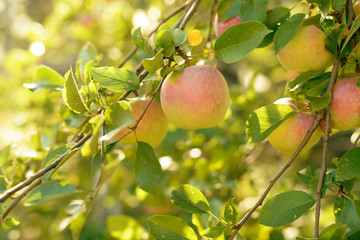 Ripe red,green and yellow apples with leaves on apple tree branch