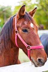 Obraz premium Horse portrait