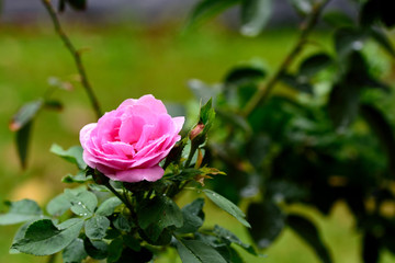 Pink rose