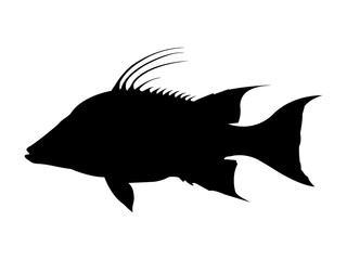 Hog snapper / Hogfish silhouette. Vector illustration. - obrazy, fototapety, plakaty