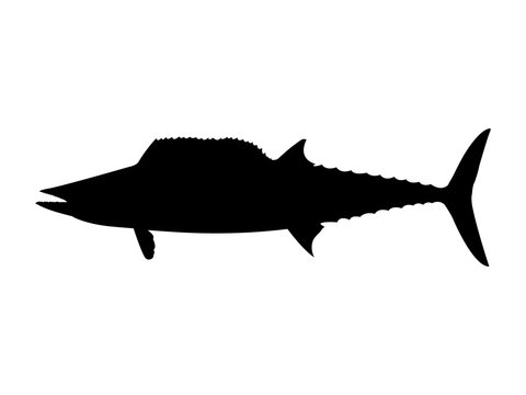 Wahoo fish silhouette. Vector illustration.