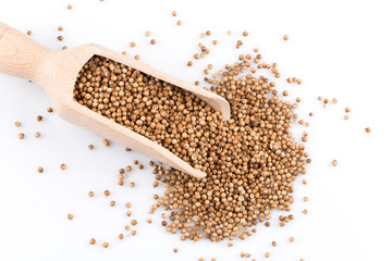 Coriander seeds in wooden scoop
