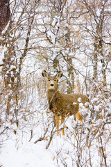 Snowstorm Deer