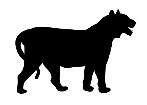 Tiger vector illustration black silhouette