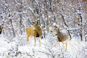 Naklejka premium Snowstorm Deer
