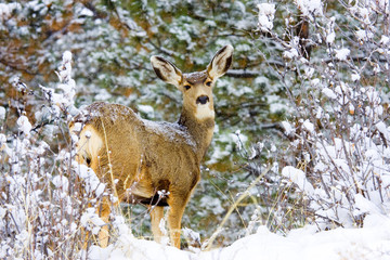 Snowstorm Deer