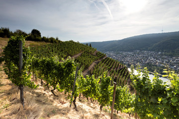 Naklejka premium Weinberg an der Mosel