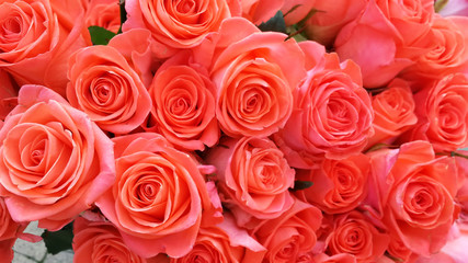 Pink roses, floral background