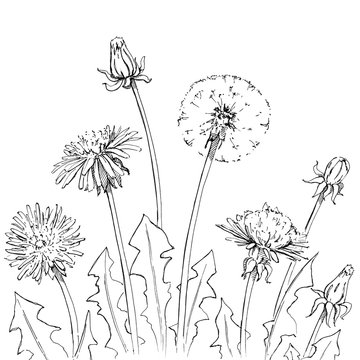 hand drawn graphic flowers dandelion on white background