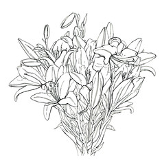hand drawn graphic flower Lilium Lily Lilies on white background