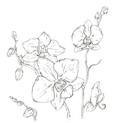 hand drawn graphic flower orchid on white background