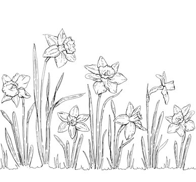 hand drawn graphic flower Narcissus on white background