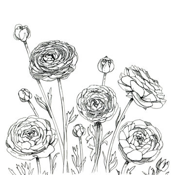 hand drawn graphic flower Ranunculus on white background