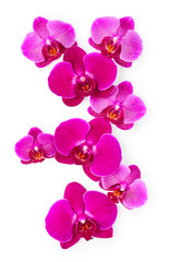 Obraz na płótnie Canvas Purple orchid flowers