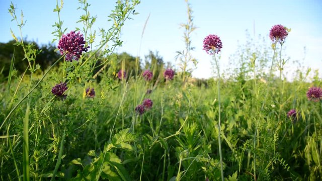 Wild garlic