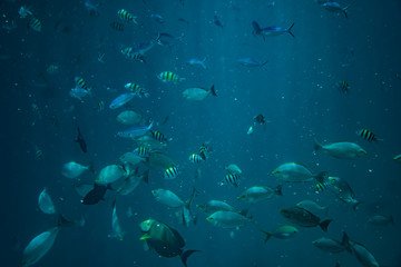 Fototapeta premium Diving, snorkling with school of fishes underwater of tropical sea