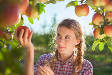Beautiful young woman picking ripe organic apples