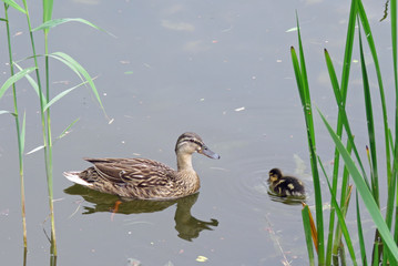 Mother and baby duck swimming on the lake