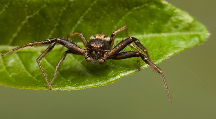 Spider en face
